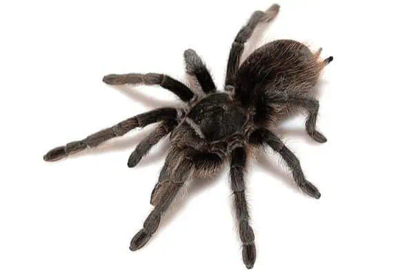 Tarántula negra del gran cañón