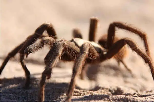 Tarántula del desierto en las arenas del desierto