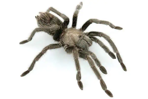 Aphonopelma prenticei