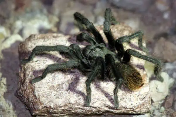 Tarántula del desierto occidental