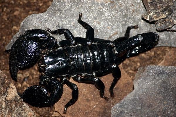 escorpión emperador en roca