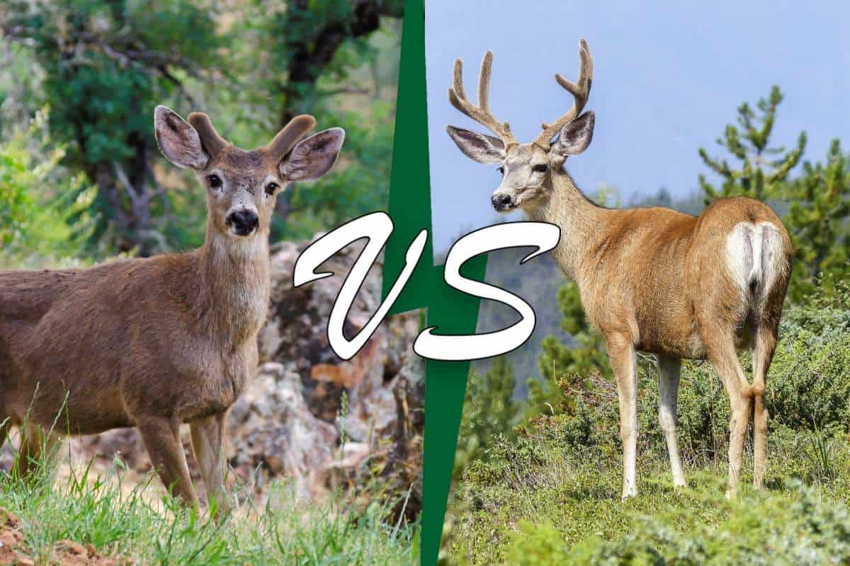 Venado Bura Vs. Alce (8 Diferencias Clave)