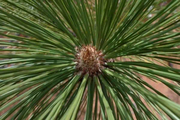 Pino Ponderosa