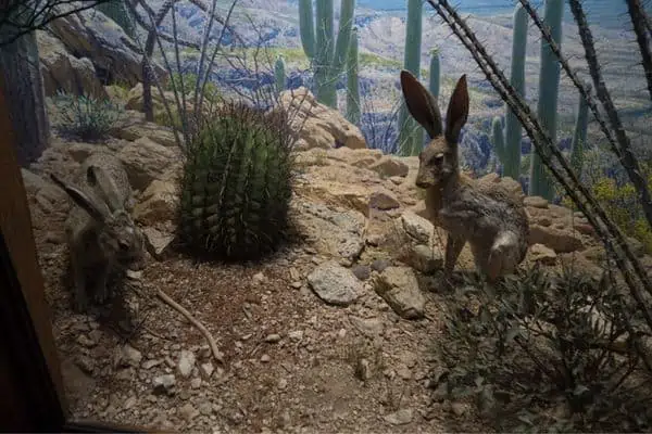 Conejos con cactus