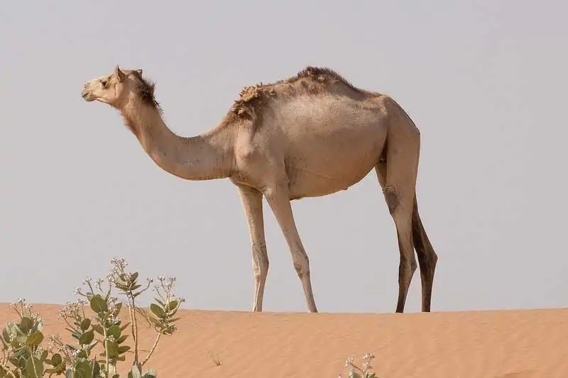 Camello en el desierto