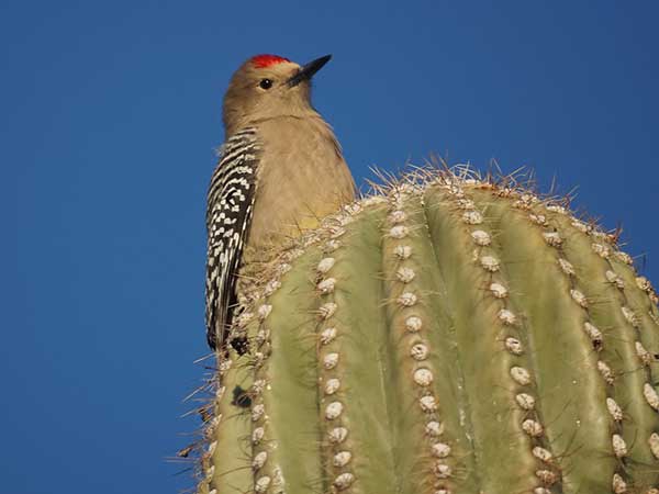Pájaro carpintero de Gila