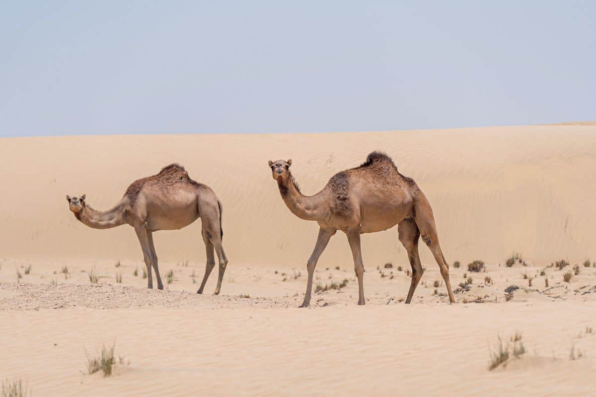 ¿los Camellos Comen Cactus? (contestada)