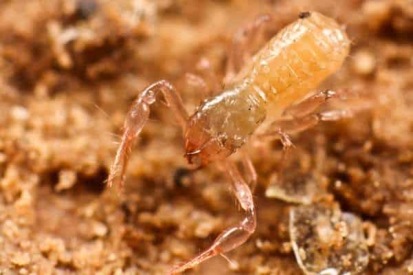 Pseudoescorpión encontrado en un sótano