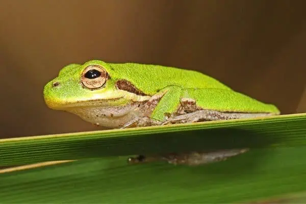 rana arbórea ardilla