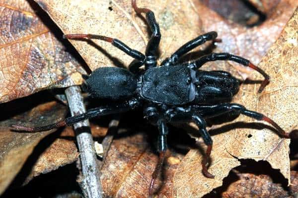 Araña de telaraña macho en estado salvaje