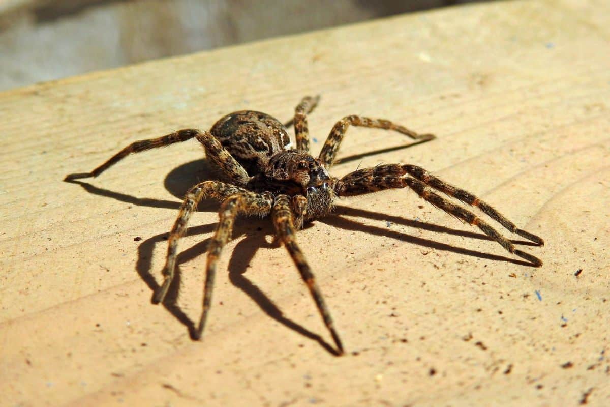 Lobo araña sobre madera