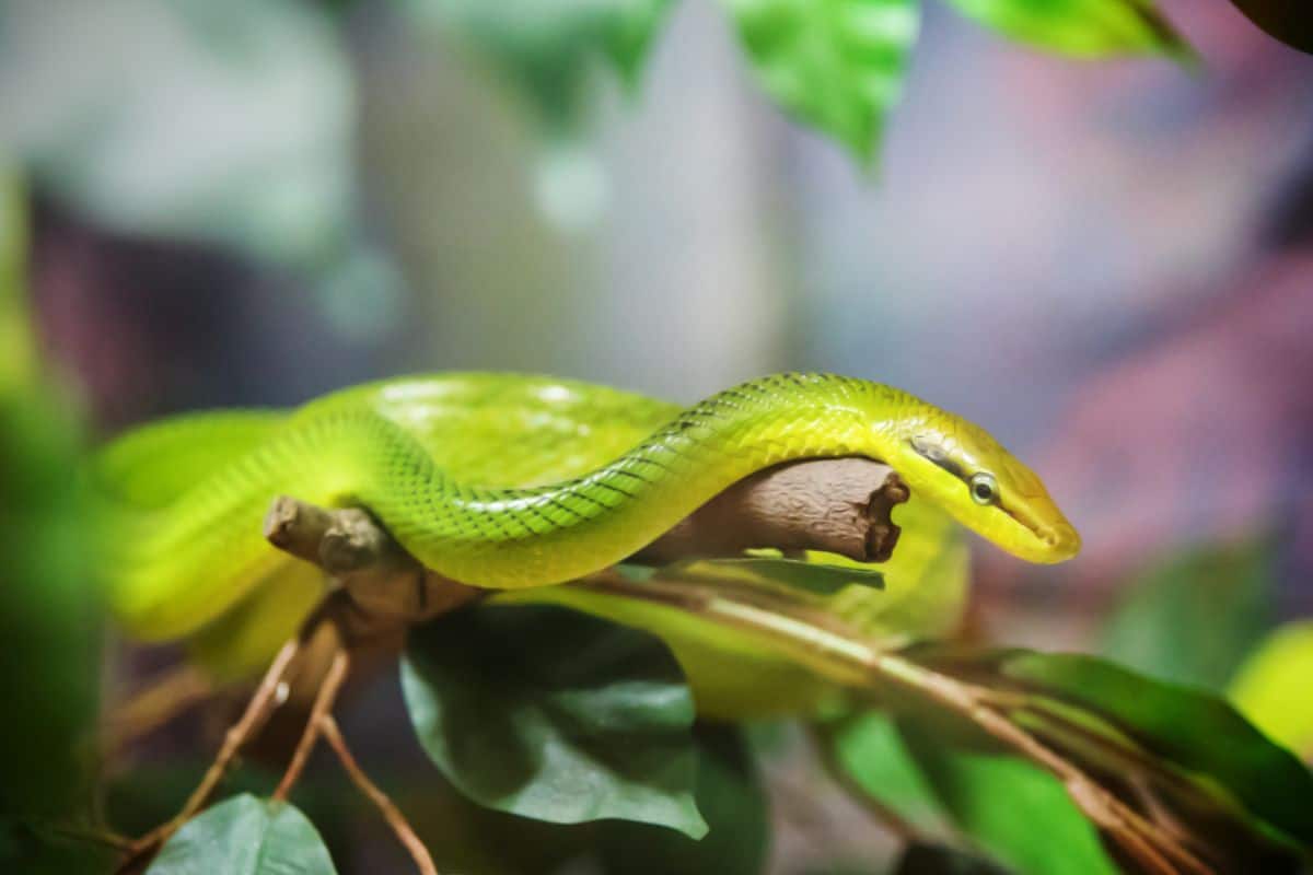 16 Especies De Serpientes Verdes en Texas (imágenes)