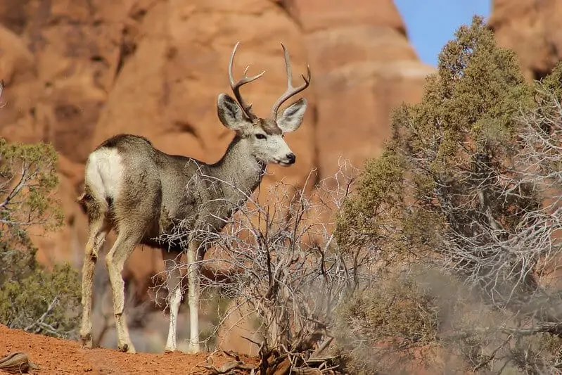 Macho de venado bura en el Parque Nacional Arches