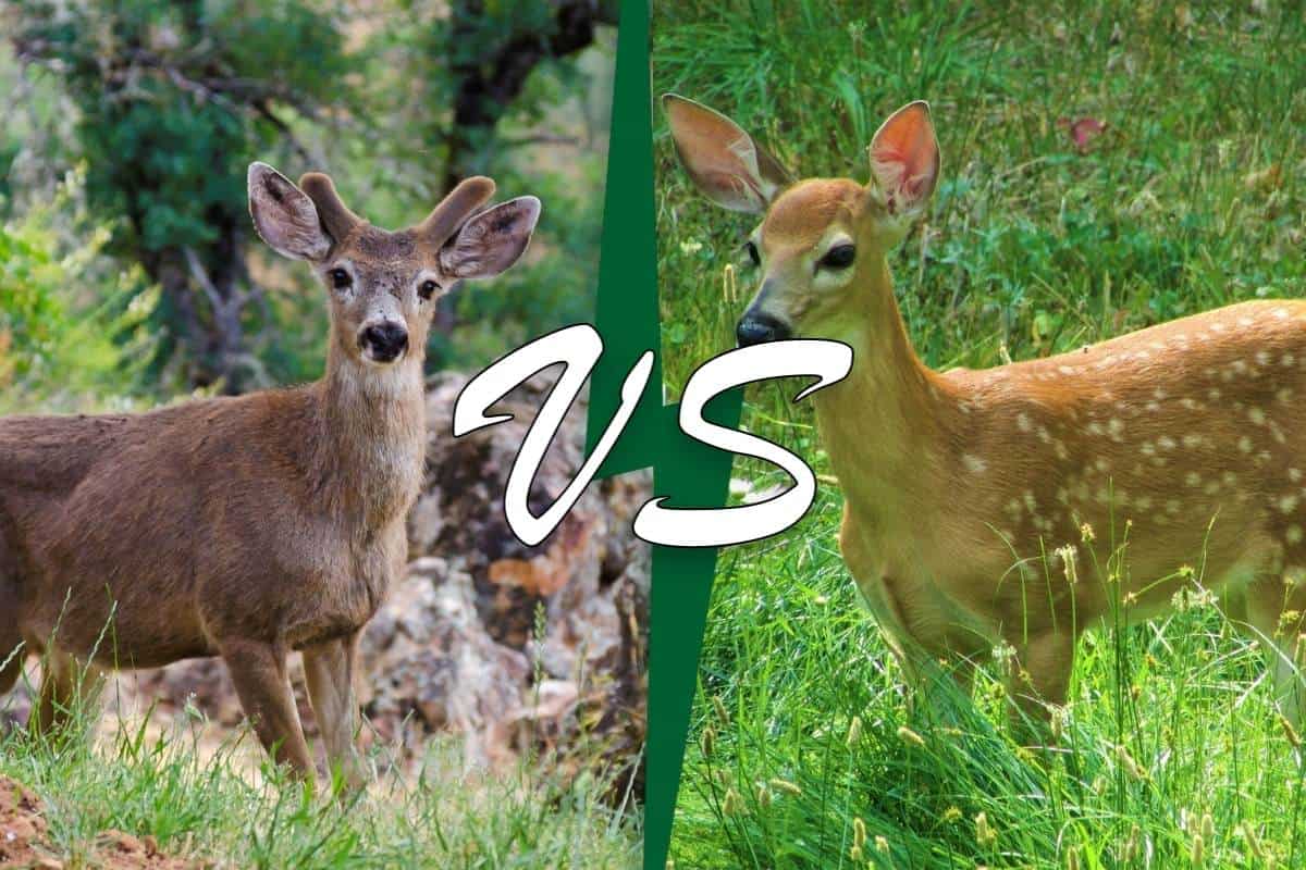 Venado Bura Vs. Venado De Cola Blanca: 8 Diferencias Clave