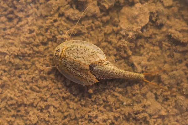 camarones renacuajo