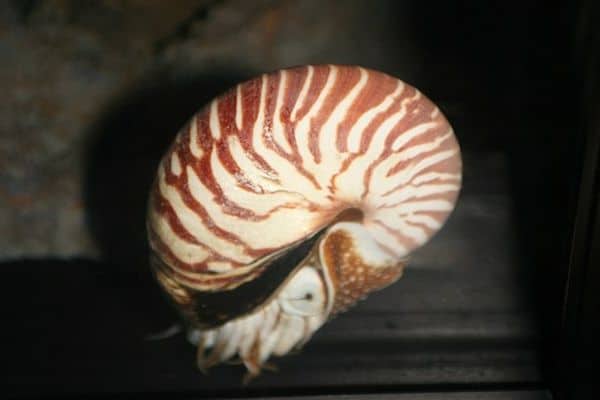Nautilina