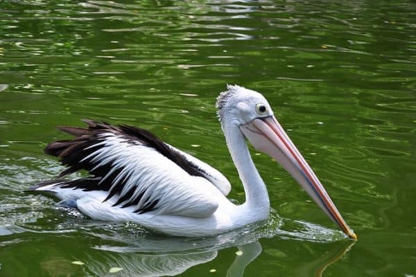 pelícano en el río