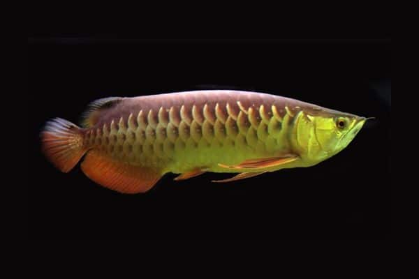arowana asiática
