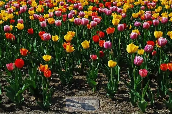 jardín de tulipanes