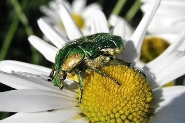 Escarabajo de junio verde