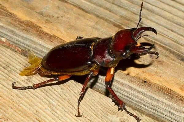 Escarabajo ciervo de color marrón rojizo sobre una madera