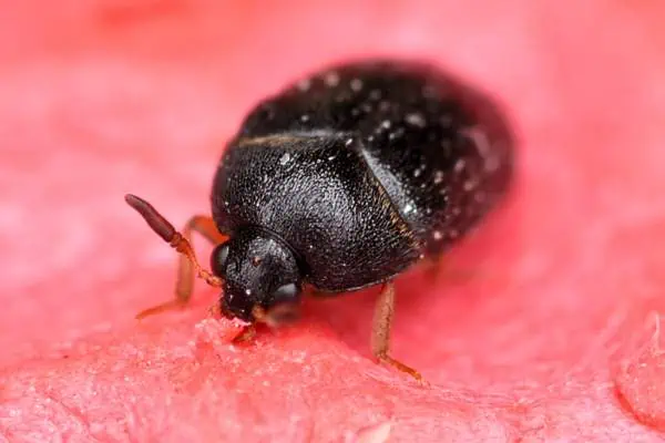 Escarabajo de alfombra negro sobre espuma roja