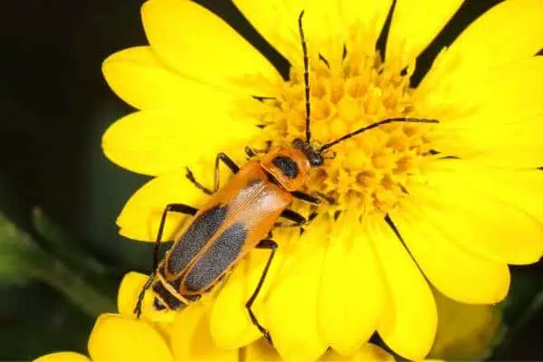 Escarabajo soldado vara de oro sobre una flor