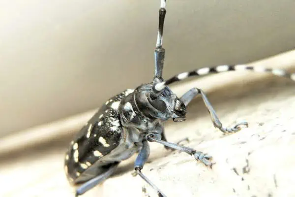 Escarabajos asiáticos de cuernos largos
