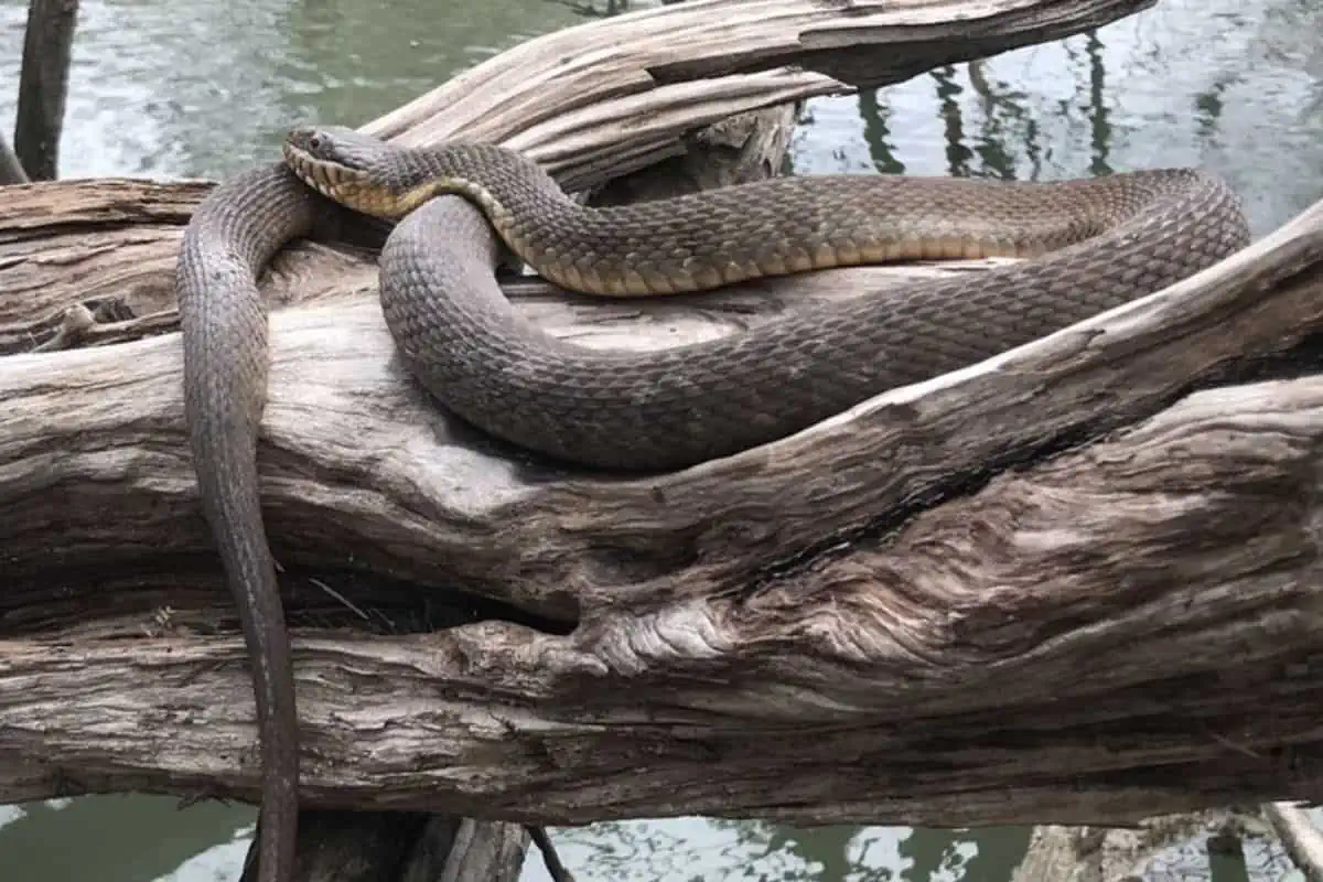 Serpiente de agua de vientre liso tomando el sol