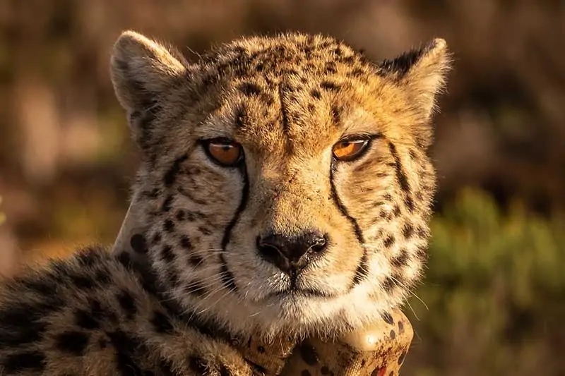 Cara de guepardo con marcas de lágrimas negras.
