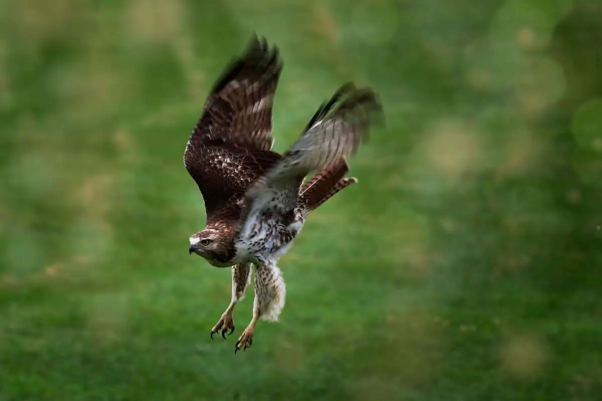 Halcón pájaro volando