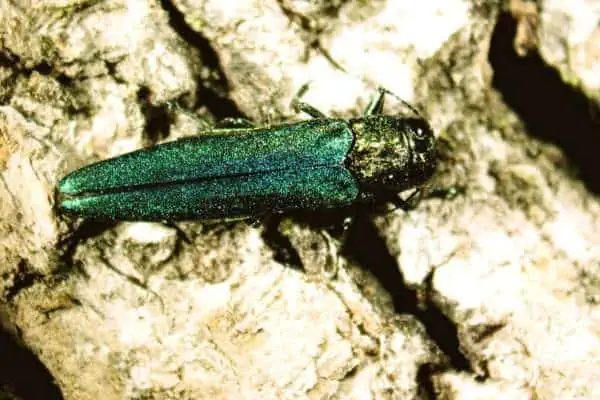 Escarabajo barrenador esmeralda del fresno sobre las rocas