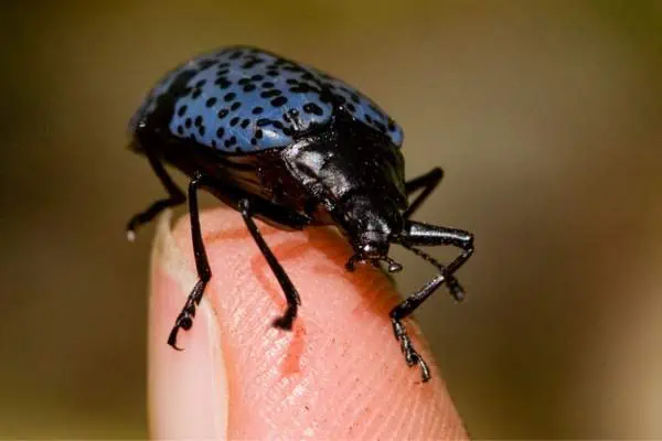 Escarabajo hongo azul