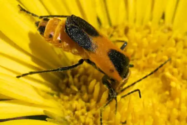Escarabajo soldado de Colorado en una flor