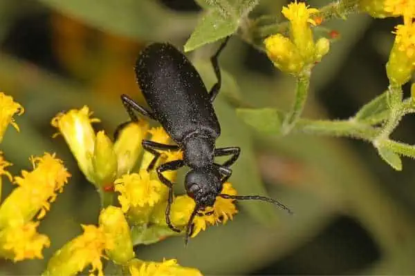 Escarabajo ampolla negro sobre una flor