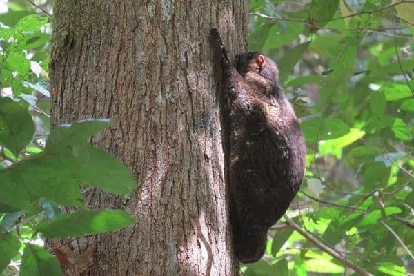 Fémur volador filipino trepando a un árbol