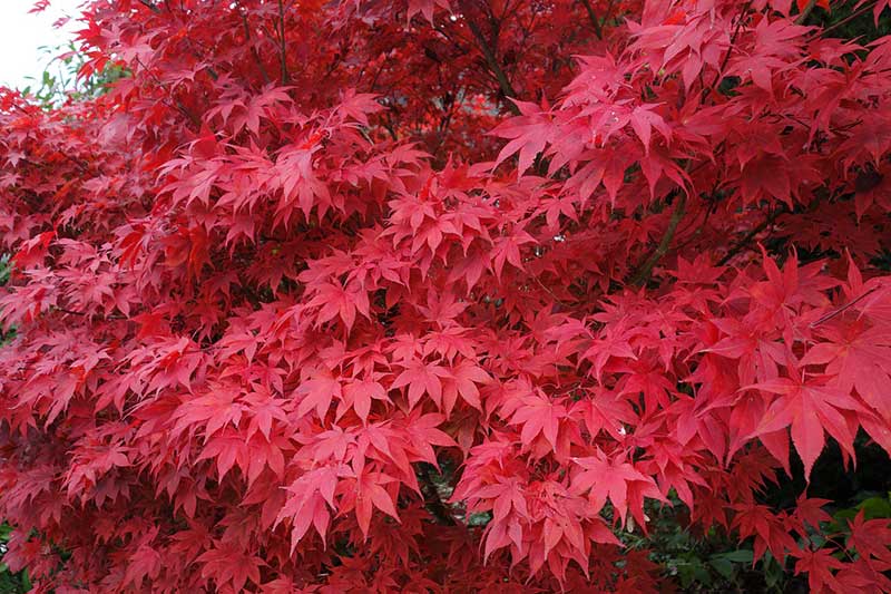 ¿Los Arces Japoneses Pierden Sus Hojas en Invierno? ¿los Arces Japoneses Pierden Sus Hojas en Invierno?