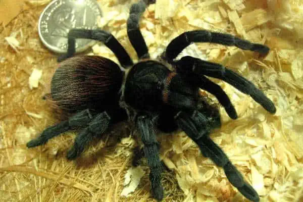 Tarántula mexicana de grupa roja