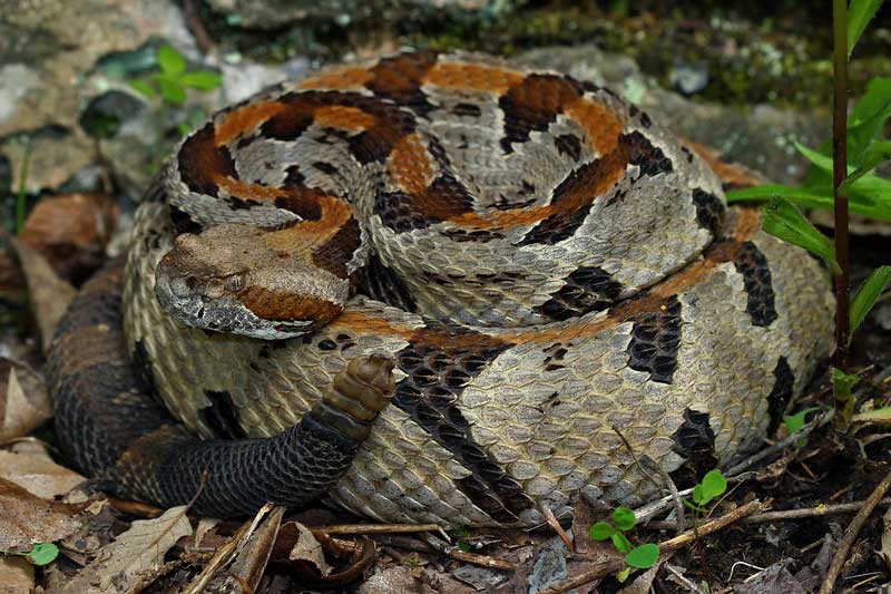 serpiente de cascabel del bosque