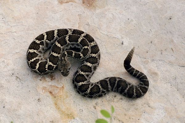 Serpiente de cascabel negra de Arizona