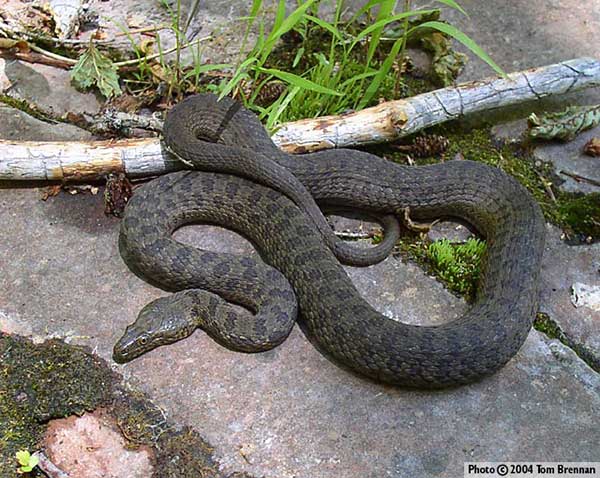 Serpiente de liga de cabeza estrecha