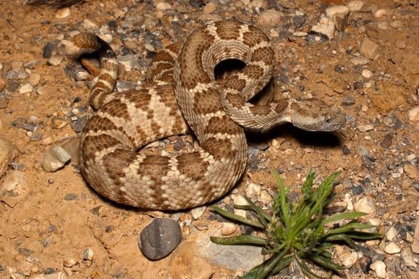 serpiente de cascabel panamint