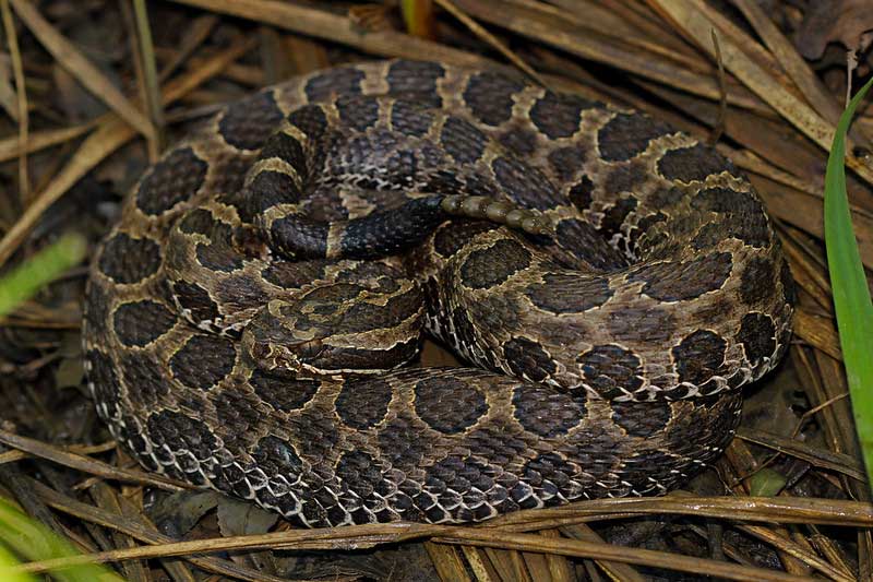 serpiente de cascabel de Massasauga