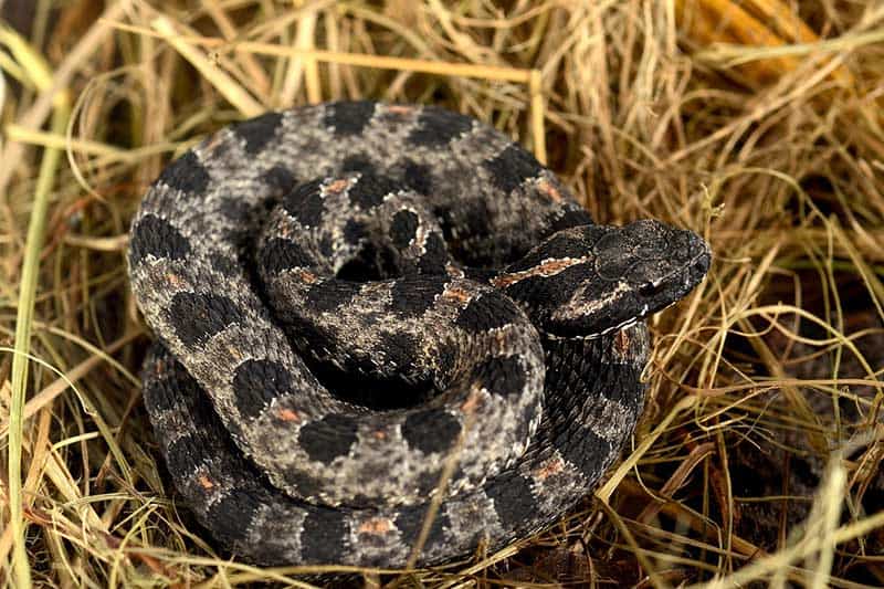 serpiente de cascabel pigmea