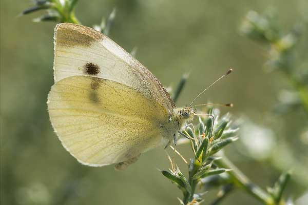 Mariposa de col blanca en vuelo