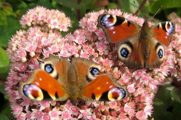 Mariposas pavo real sobre flores rosas