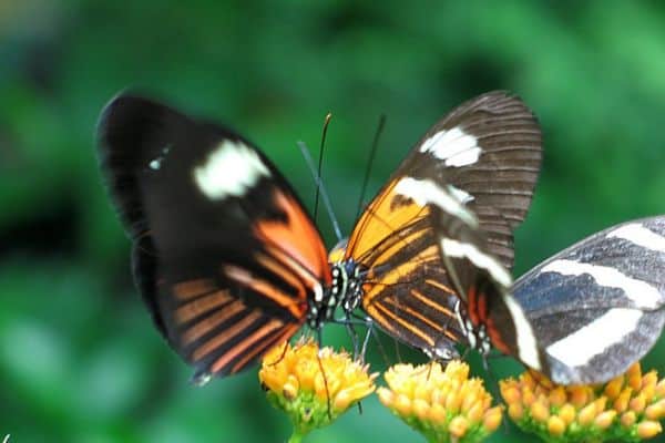 Mariposas posadas juntas en comportamiento social
