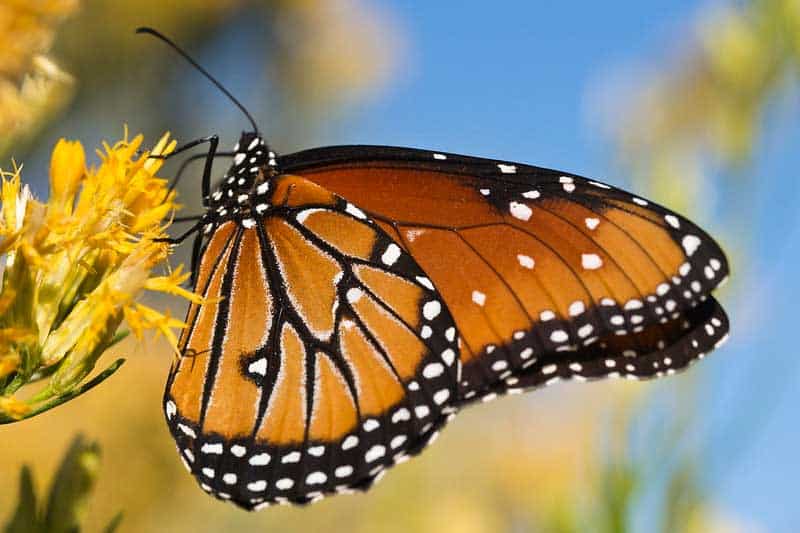 Mariposa reina en su hábitat