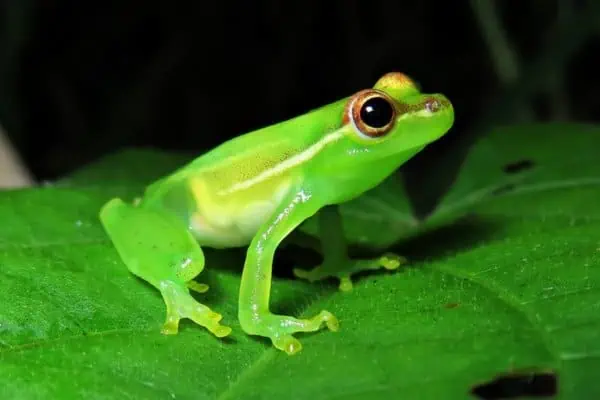 Rana arbórea del valle del tapir en una hoja mostrando su coloración verde brillante característica con línea amarilla