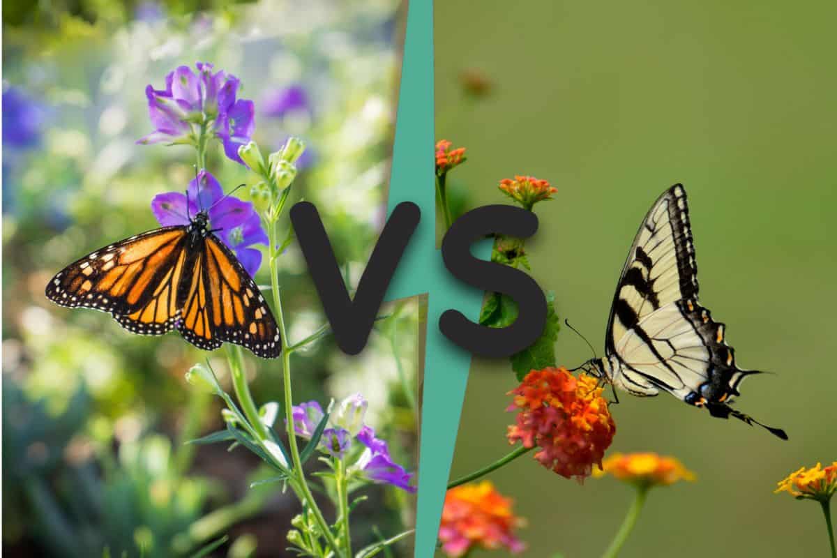 Mariposa Monarca vs Cola De Golondrina (9 Diferencias)